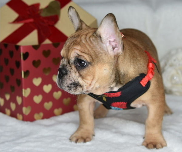Medium Photo #5 French Bulldog Puppy For Sale in BYRON CENTER, MI, USA