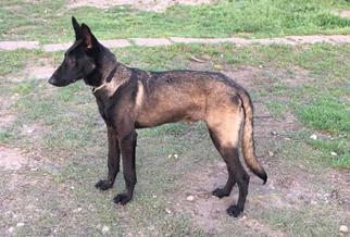 Father of the Belgian Malinois puppies born on 11/03/2017
