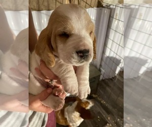 Basset Hound Puppy for sale in BENNINGTON, OK, USA