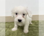 Small #1 Poodle (Miniature) Mix