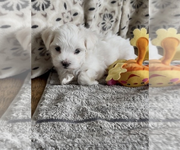 Medium Photo #14 Maltese Puppy For Sale in ROCK STREAM, NY, USA