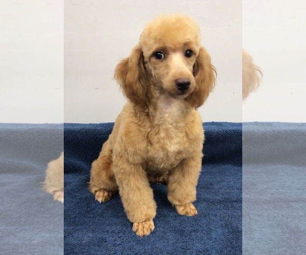 Medium Photo #4 Poodle (Miniature) Puppy For Sale in Lincolnwood, IL, USA
