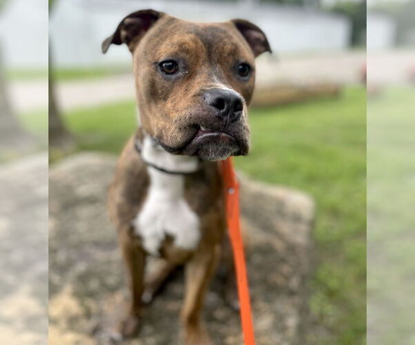Medium Photo #4 Bullboxer Pit Puppy For Sale in Techny, IL, USA