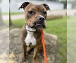 Small #3 Bullboxer Pit