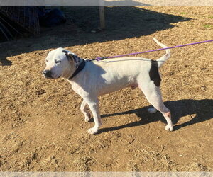 Blue (jh) - Male Mutt Dog for Adoption - Photo #7
