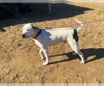 Small Photo #8 Mutt Puppy For Sale in White Bluff, TN, USA
