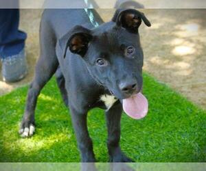 American Staffordshire Terrier-Border Collie Mix Dogs for adoption in Tallahassee, FL, USA