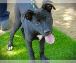 Small American Staffordshire Terrier-Border Collie Mix