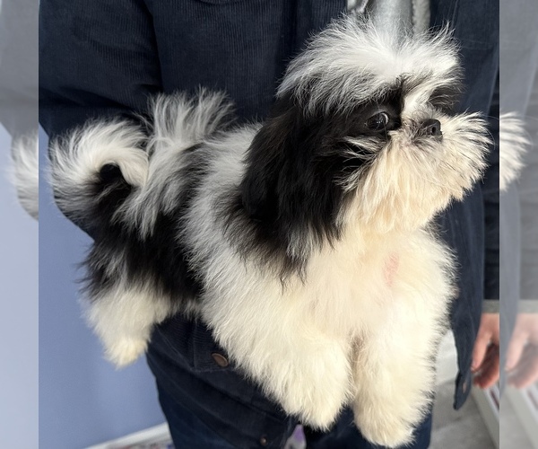 Medium Photo #6 Shih Tzu Puppy For Sale in ASHBURNHAM, MA, USA
