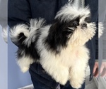 Small Photo #6 Shih Tzu Puppy For Sale in ASHBURNHAM, MA, USA