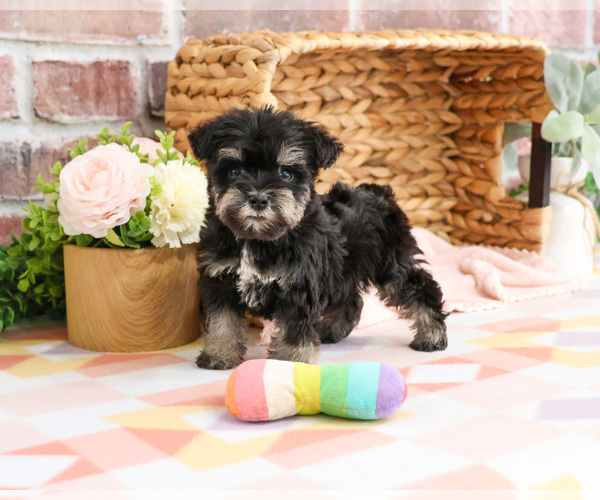 Medium Photo #3 Schnauzer (Miniature) Puppy For Sale in SYRACUSE, IN, USA