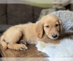 Image preview for Ad Listing. Nickname: Buddy green