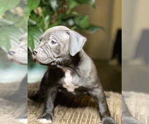 American Bully Puppy for sale in PHILA, PA, USA