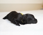 Small Photo #8 Schnauzer (Miniature) Puppy For Sale in MIAMI, FL, USA