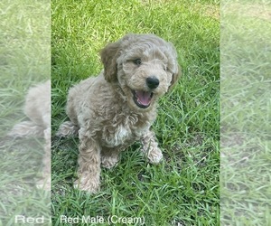 Golden Retriever-Poodle (Toy) Mix Puppy for sale in PELL CITY, AL, USA