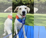Small #1 Labrador Retriever Mix