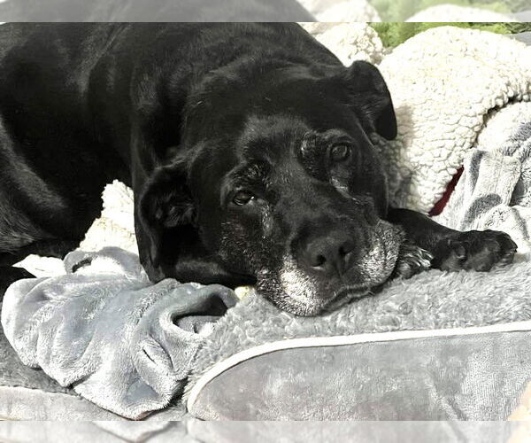 Medium Photo #24 Boxer-Unknown Mix Puppy For Sale in Mount Laurel, NJ, USA