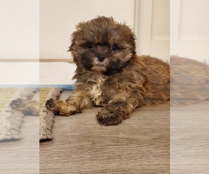 Shih Tzu Puppy for sale in MONTEREY PARK, CA, USA