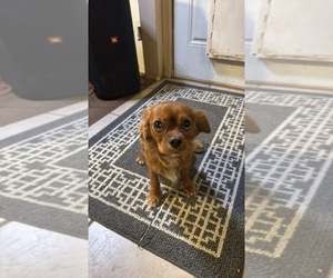 Mother of the Cavalier King Charles Spaniel puppies born on 05/01/2025