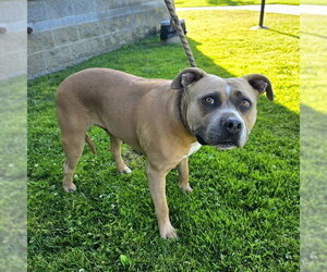 Mutt Dogs for adoption in Long Beach, CA, USA