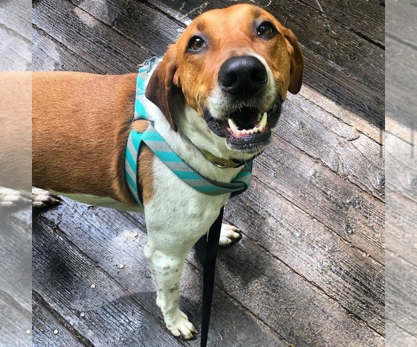Medium Photo #5 Labrador Retriever-Treeing Walker Coonhound Mix Puppy For Sale in McKinney, TX, USA