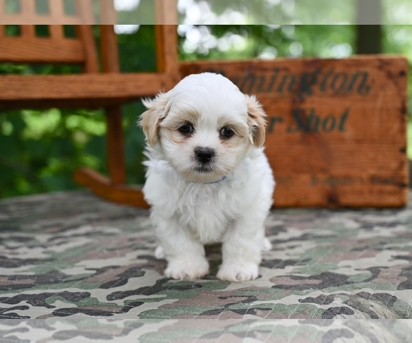 Medium Photo #2 Shih Tzu Puppy For Sale in MILLERSBURG, OH, USA