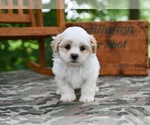 Small #1 Shih Tzu