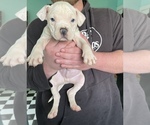 Small Photo #2 American Pit Bull Terrier Puppy For Sale in EL RENO, OK, USA