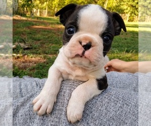 Boston Terrier Puppy for sale in REMINGTON, VA, USA