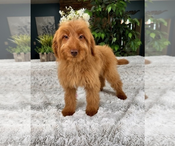 Medium Photo #5 Goldendoodle (Miniature) Puppy For Sale in GREENFIELD, IN, USA