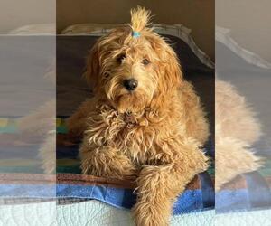 Mother of the Double Doodle puppies born on 06/11/2025