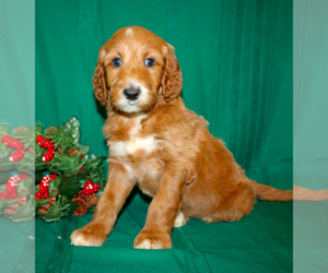 Irish Doodle Puppy for sale in MANHEIM, PA, USA
