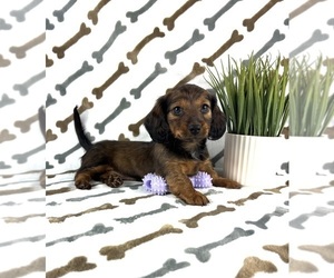 Dachshund Puppy for sale in INDIANAPOLIS, IN, USA