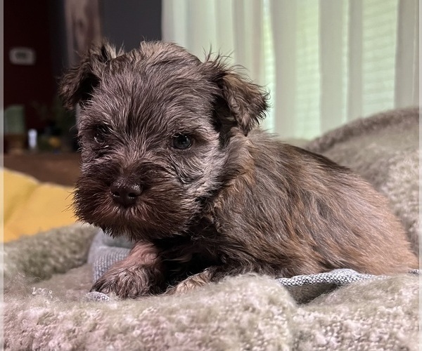 Medium Photo #6 Schnauzer (Miniature) Puppy For Sale in WALNUT COVE, NC, USA