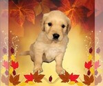 Puppy Dale Golden Retriever