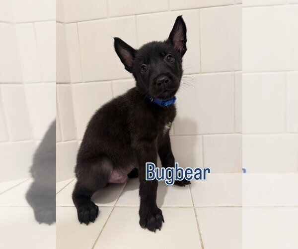 Medium Photo #2 Mutt Puppy For Sale in Imlay City, MI, USA