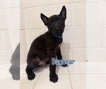 Small #1 Mutt