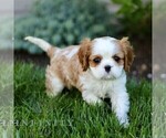 Small #2 Cavalier King Charles Spaniel