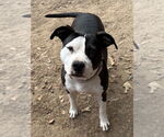 Small #1 American Staffordshire Terrier Mix