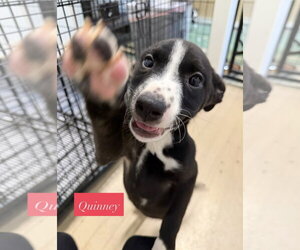 American Staffordshire Terrier-Unknown Mix Dogs for adoption in Gilberts, IL, USA