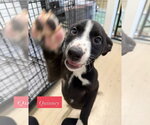 Small American Staffordshire Terrier Mix