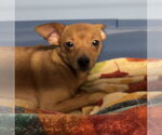 Small #3 Chihuahua
