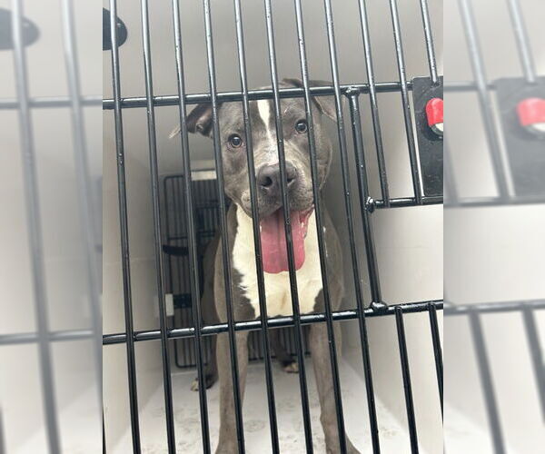 Medium Photo #3 American Pit Bull Terrier Puppy For Sale in Virginia Beach, VA, USA