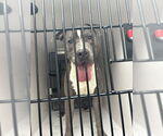 Small #2 American Pit Bull Terrier