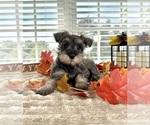Small #3 Schnauzer (Miniature)