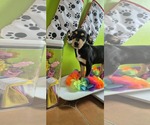 Small #2 Chihuahua Mix