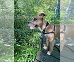 Small #18 American Staffordshire Terrier-Labrador Retriever Mix