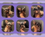 Small Photo #1 Yorkshire Terrier Puppy For Sale in MORENO VALLEY, CA, USA