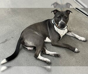 Akita-Unknown Mix Dogs for adoption in Forestville, MD, USA