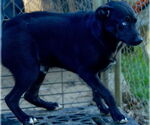 Small #4 Mutt
